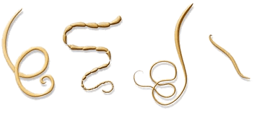 Το NEOflorax βοηθά κατά όλων των γνωστών ελμινθών