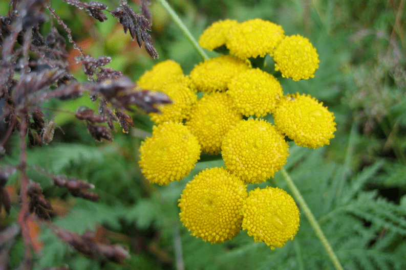 Tansy για την αφαίρεση των σκουληκιών